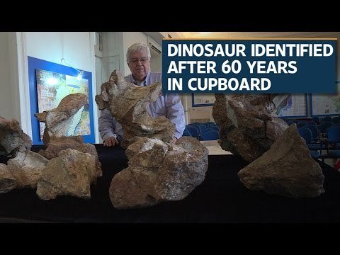 Dinosaur identified after 60 years in cupboard