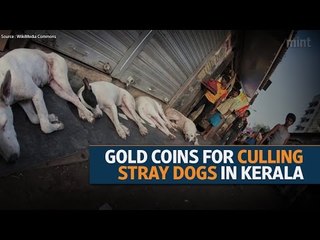 Cull stray dogs in Kerala and win gold coins