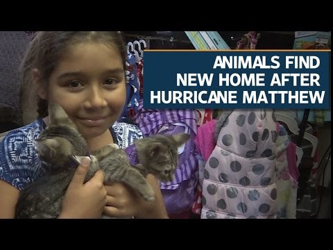 Animals find new home after Hurricane Matthew