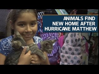 Animals find new home after Hurricane Matthew