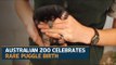 Australian zoo celebrates rare puggle birth