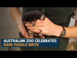 Australian zoo celebrates rare puggle birth