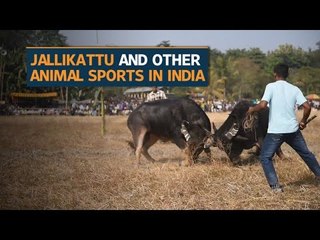 Jallikattu and other animal sports of India