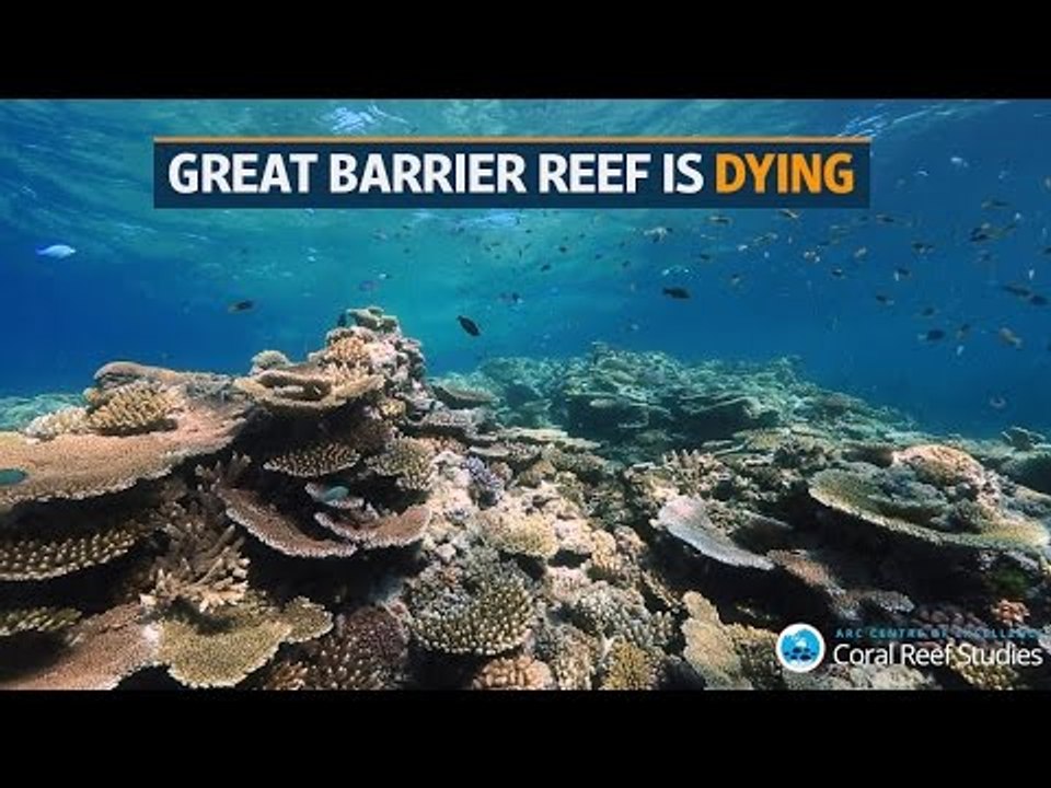 Australia's Great Barrier Reef is dying