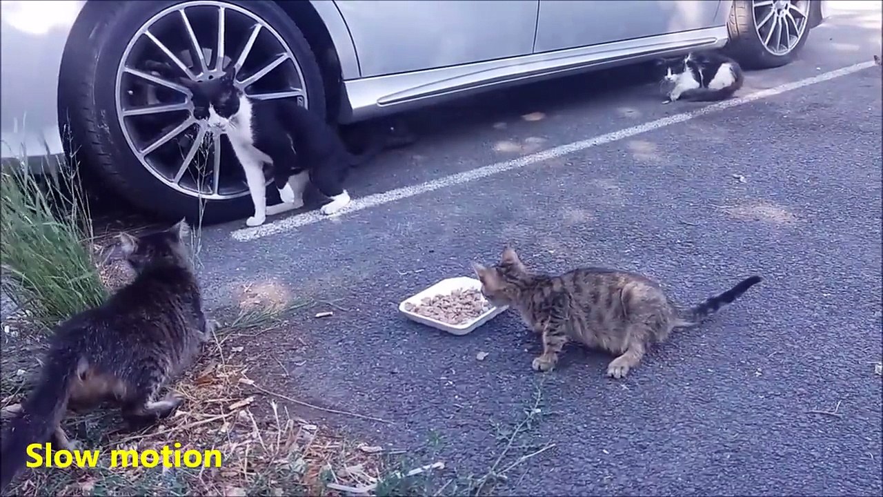 Une maman chat protège son petit d'autres chats