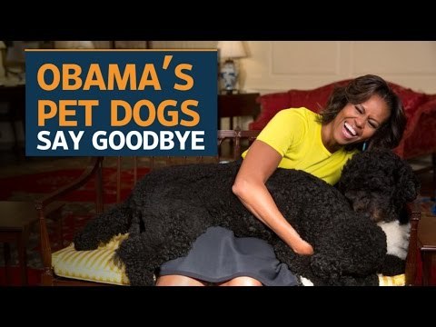 Bo and Sunny, the Obama dogs, say goodbye to the White House