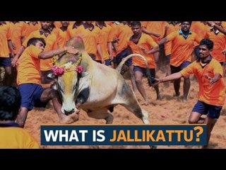 What is Jallikattu?