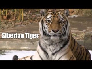 6 species that our grandchildren will never see