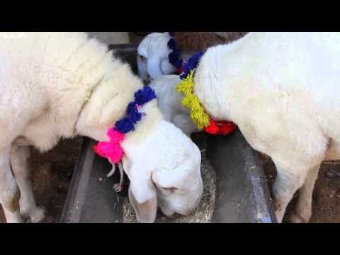 Goat sellers flocking to Quikr, Olx this Eid