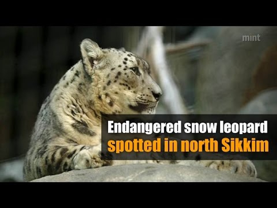 Endangered snow leopard spotted in north Sikkim