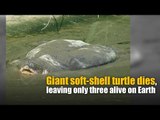 Giant soft-shell turtle dies, leaving only three alive on Earth