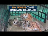 Dummy mummy comes to the rescue of tiger cubs at Bandhavgarh Tiger Reserve