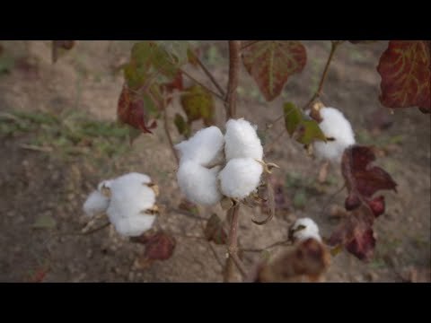 Narendra Modi has done little to ease farmers’ woes