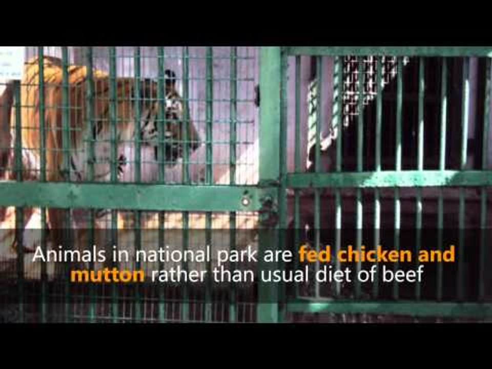 Spreading beef bans hit Indian farmers, traders and lions