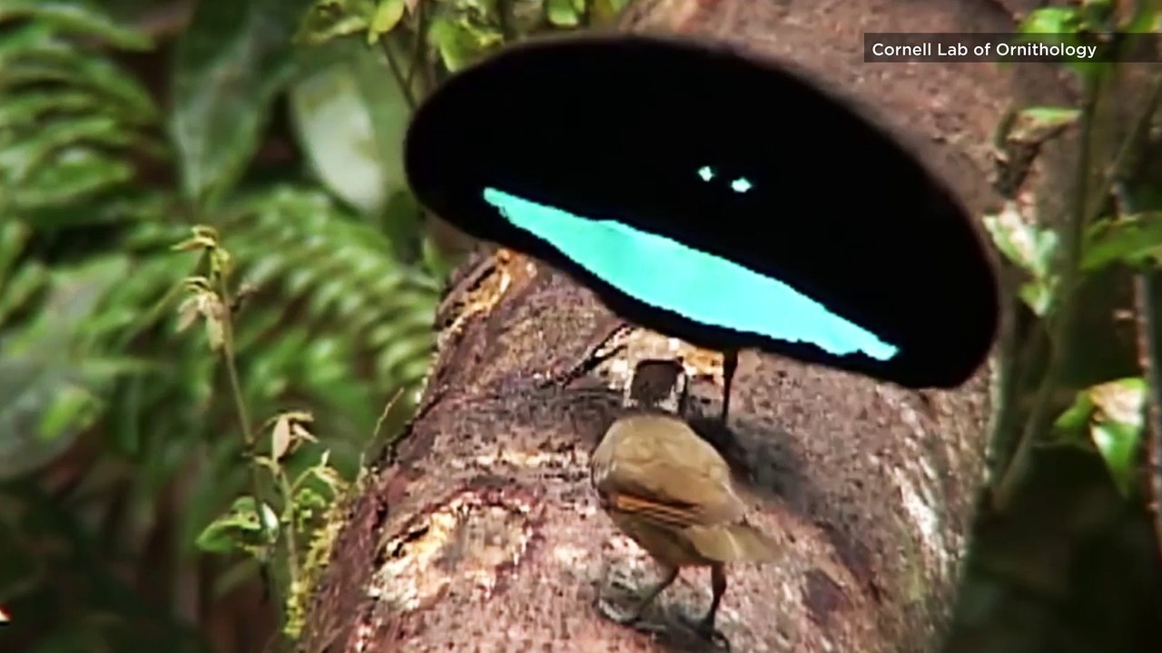 Black Hole Bird