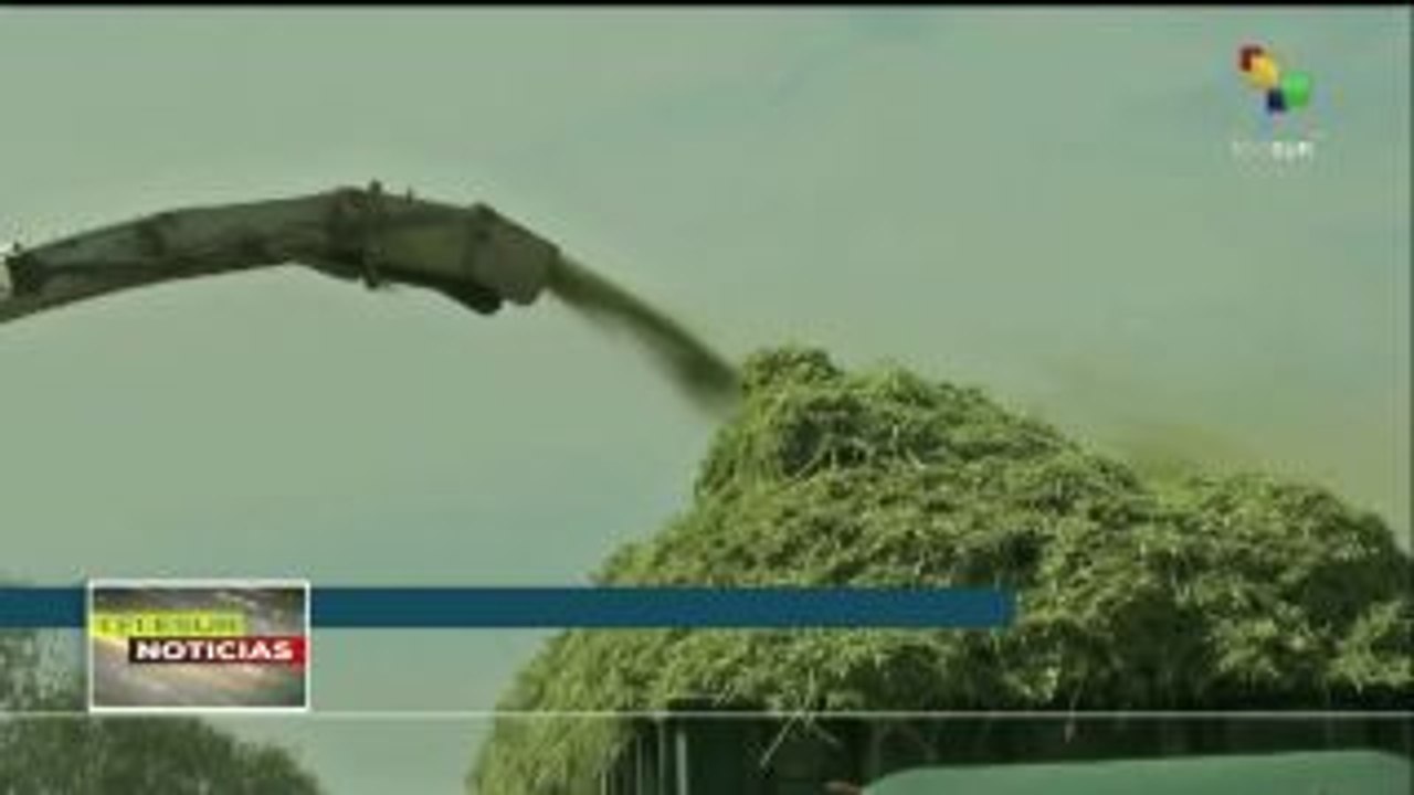 México: continúan denuncias contra cultivos transgénicos y sus efectos