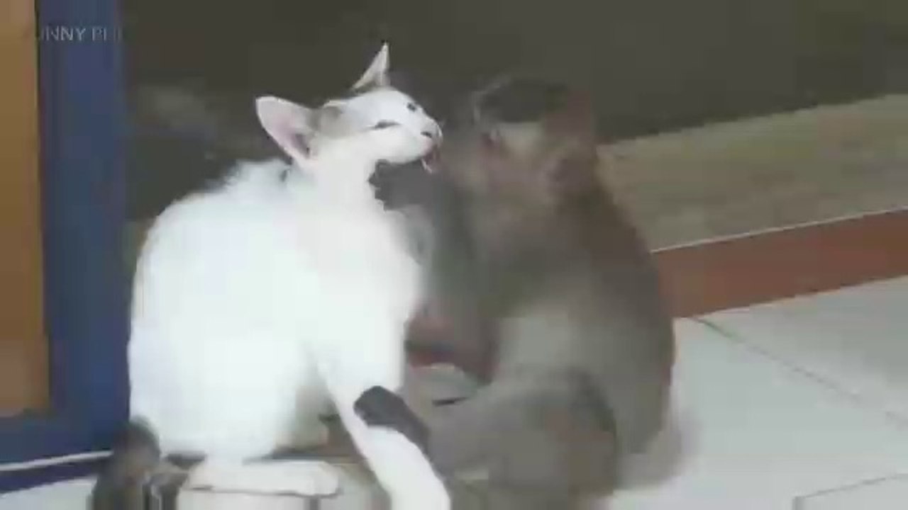 Monkeys vs cute cats..!!