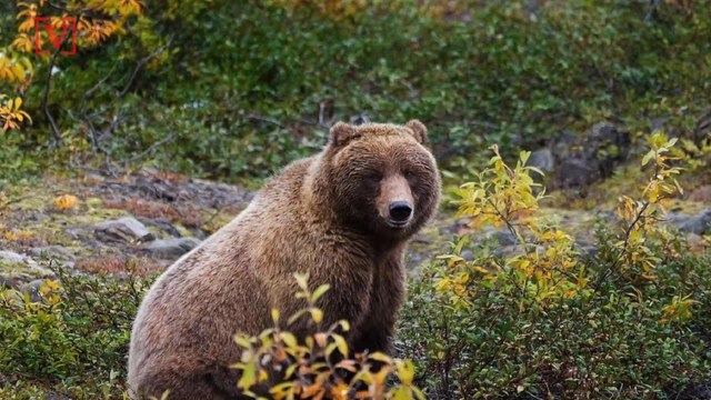 New Regulations May Put Yellowstone’s Grizzly Bears In Danger of Being Hunted