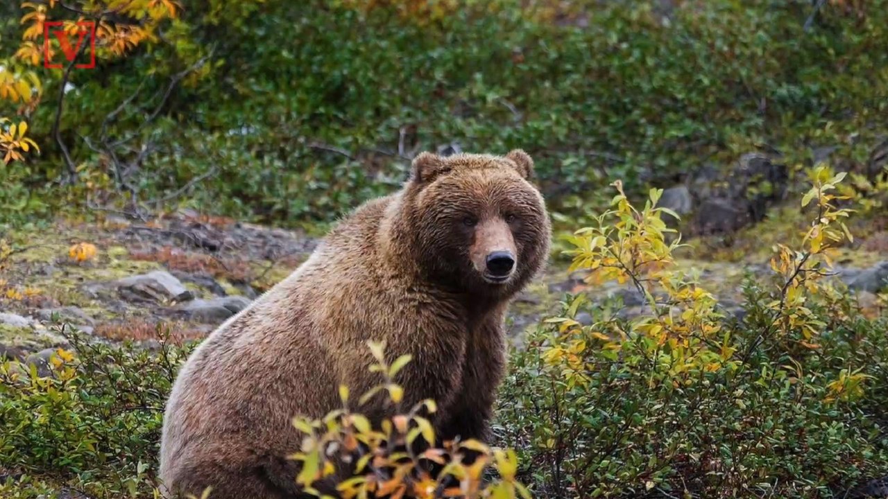 New Regulations May Put Yellowstone’s Grizzly Bears In Danger of Being Hunted