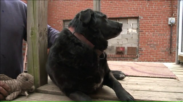 Animal Rescue Director Accused of Poisoning Dog