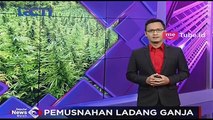 20 Hektar Ladang Ganja Ditemukan di Aceh