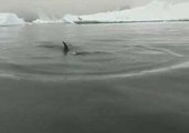 Tourists Get Close To Minke Whales in Wilhemina Bay