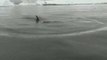 Tourists Get Close To Minke Whales in Wilhemina Bay