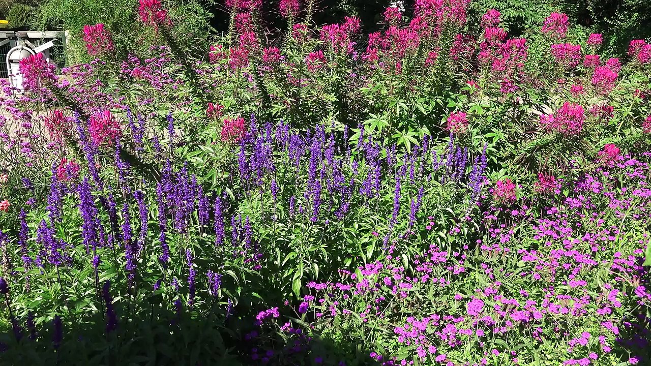 musik and flowers
