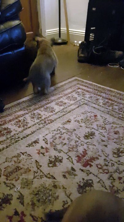 5 Weeks old German Shepherd Pups playing