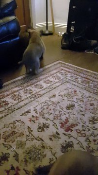 5 Weeks old German Shepherd Pups playing