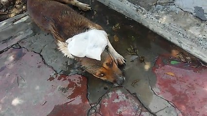 Animal morreu em Cajazeiras