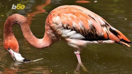 Resort in the Bahamas Seeking 'Chief Flamingo Officer'
