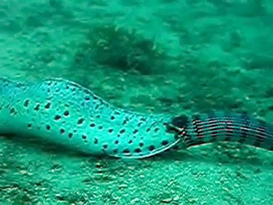 Un serpent de mer a les yeux plus gros que le ventre et essaie de manger une grosse murène