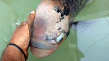 Il fait un adieu émouvant à son poisson Gourami géant en fin de vie
