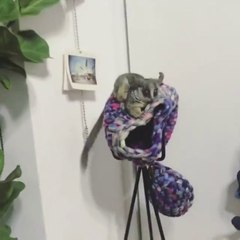 Cet animal est juste ADORABLE... J'en veux un