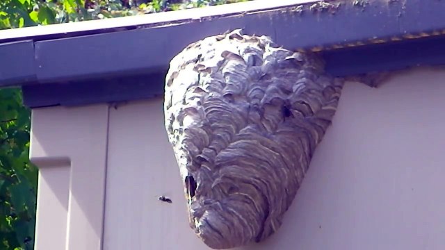 Sa façon de détruire un nid de guêpes est radicale