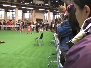 Gènes 07 Challenge Med Fox Terrier Lisse Dur Italien Agi3