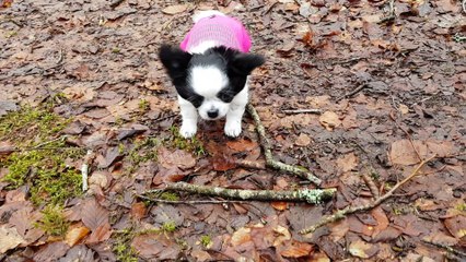 1ers pas Nouage dans la forêt