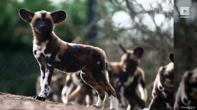These Wild Dog Puppies Play-Fighting Will Make You Smile