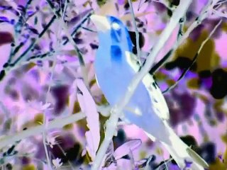 Baby Einstein - Baby Monet - Discovering the Seasons in G Major