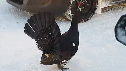 Turkey Terrorizes Traffic