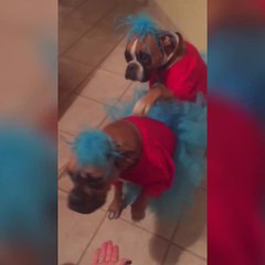 The most beautiful movements you can make to pampering the animals