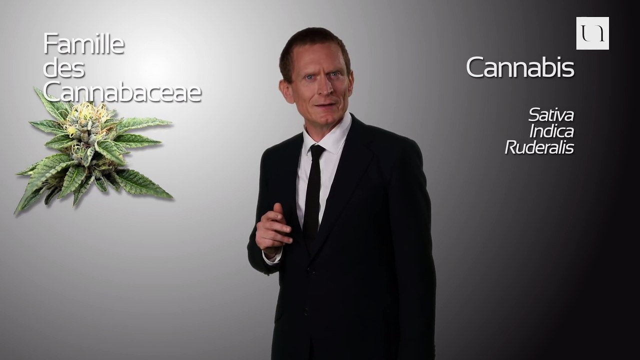 Peut-on dire que le cannabis a des effets thérapeutiques ? (Renaud Colson) (2108) (FR)