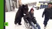 Un ours pousse son dresseur blessé en fauteuil roulant