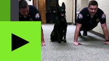 Aux Etats-Unis, un chien policier fait des pompes avant de prendre son service