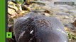 Des phoques ont été retrouvés morts sur les rives du lac Baïkal, en Russie ?