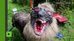 Japon : un robot loup-garou protège les récoltes en faisant fuir les sangliers