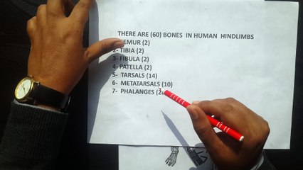 Basic human hind limbs structure