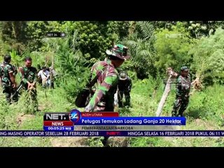 Pemusnahan Ladang Ganja 20 Hektar - NET 24