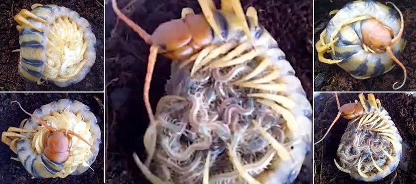 Creepy or cute? Skin-crawling footage shows a 6-inch long centipede embracing her 80 freshly-hatched babies